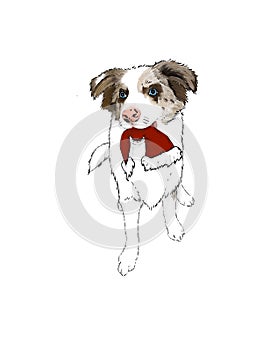 Blue merle border collie with santaÂ´s hat with transparent background 