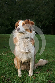 Blue Merle Collie Sheep Dog