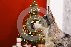 A blue merle corgi with big ears and funny fur stains sitting at home on christmas eve. Traditional pine tree with bokeh effect