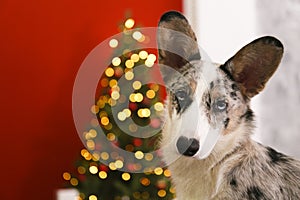 A blue merle corgi with big ears and funny fur stains sitting at home on christmas eve. Traditional pine tree with bokeh effect