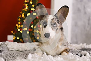 A blue merle corgi with big ears and funny fur stains sitting at home on christmas eve. Traditional pine tree with bokeh effect