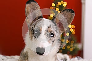 A blue merle corgi with big ears and funny fur stains sitting at home on christmas eve. Traditional pine tree with bokeh effect