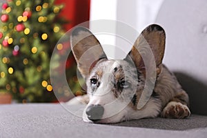 A blue merle corgi with big ears and funny fur stains sitting at home on christmas eve. Traditional pine tree with bokeh effect