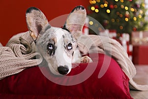 A blue merle corgi with big ears and funny fur stains sitting at home on christmas eve. Traditional pine tree with bokeh effect