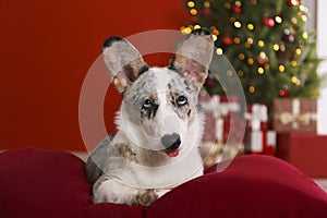 A blue merle corgi with big ears and funny fur stains sitting at home on christmas eve. Traditional pine tree with bokeh effect