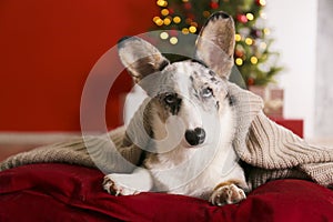 A blue merle corgi with big ears and funny fur stains sitting at home on christmas eve. Traditional pine tree with bokeh effect