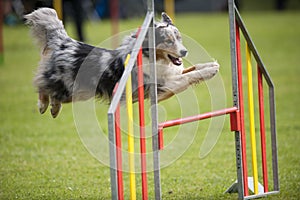 Blue merle dog on agility jump