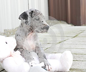 Blue merle Great Dane puppy laying on pink stuffed bear