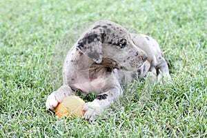 Blue merle Great Dane puppy with orange ball