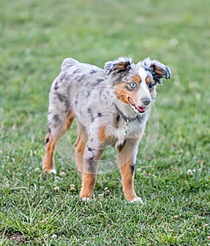 Blue Merle Miniature Australian Shepherd Puppy Standing.