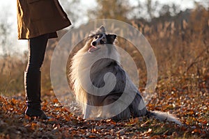 Blue merle Rough Collie sits in front of a girl`s feet in a yellow autumn park