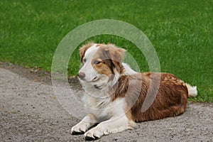 Blue Merle Sheep Dog