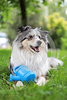 Blue merle sheltie dog laying on green grass with small blue plastic kids play pretend watering can