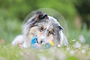 Blue merle sheltie shetland sheepdog laying on the grass and chewing small kids watering can in blue color