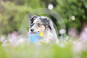 Blue merle sheltie shetland sheepdog laying on the grass and chewing small kids watering can in blue color