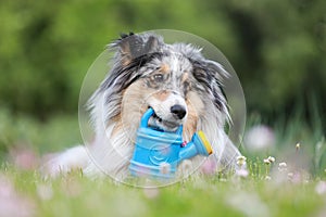 Blue merle sheltie shetland sheepdog laying on the grass and chewing small kids watering can in blue color