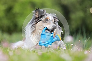 Blue merle sheltie shetland sheepdog laying on the grass and chewing small kids watering can in blue color