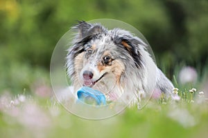 Blue merle sheltie shetland sheepdog laying on the grass and chewing small kids watering can in blue color