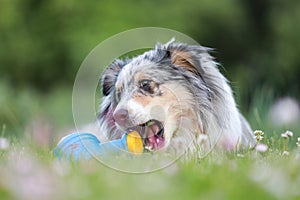 Blue merle sheltie shetland sheepdog laying on the grass and chewing small kids watering can in blue color