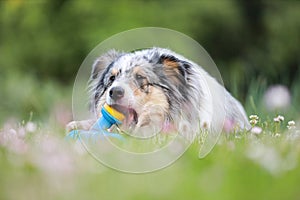 Blue merle sheltie shetland sheepdog laying on the grass and chewing small kids watering can in blue color