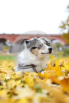 Blue merle shetland sheepdog sheltie puppy in background of yellow leaves