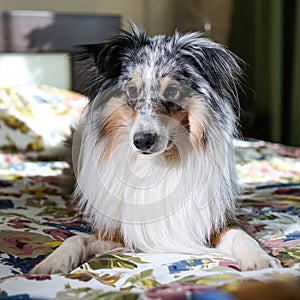 Blue merle shetland sheepdog sitting on bedroom bed with external flash from side