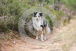 Blue merle shetland sheepdog standing on forest road near blooming heathers