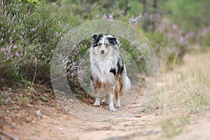 Blue merle shetland sheepdog standing on forest road near blooming heathers