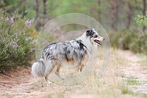 Blue merle shetland sheepdog standing on forest road near blooming heathers