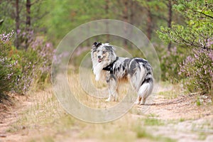 Blue merle shetland sheepdog standing on forest road near blooming heathers