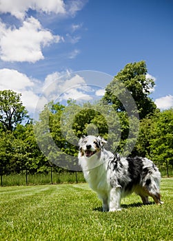 Blue Merle Tri-color Australian Shepherd Laughing