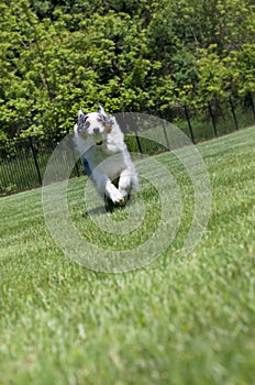 Blue Merle Tri-color Australian Shepherd Running