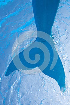 Blue mermaid tail, underwater image, upward perspective in pool