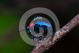 Blue milkweed beetle