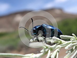 Blue Milkweed Beetle - Chrysochus cobaltinus photo