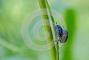 Blue Milkweed Beetle, Chrysochus pulcher are mating.