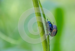 Blue Milkweed Beetle, Chrysochus pulcher are mating. photo