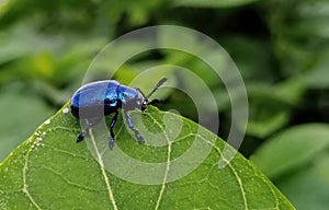BLUE MILKWEED BEETLE
