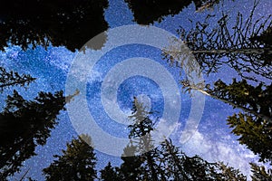 Blue Milky way falling stars pine trees silhouette