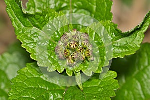 Blue Mistflower (Conoclinium coelestinum) plant flower bud.