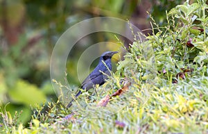 Blue Mockingbird Melanotis caerulescens Perched in Dense Vegetation in Jalisco, Mexico photo