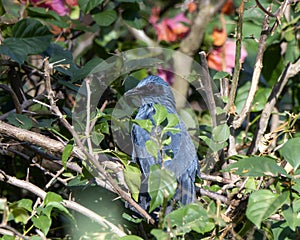 Blue Mockingbird Melanotis caerulescens Perched in Dense Vegetation in Jalisco, Mexico photo