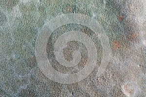 Blue mold abstract background