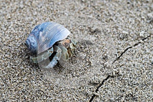 Blue Molusk on sand