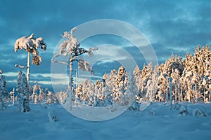 Blue moment trees with heavy snow