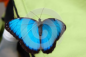 Blue Monarch Butterfly sits in the botanical garden Montreal