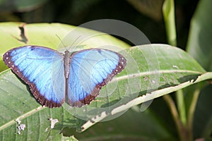 Blue Monarch Butterfly sits in the botanical garden Montreal