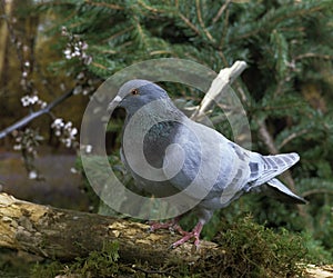 Blue Mondain Domestic Pigeon