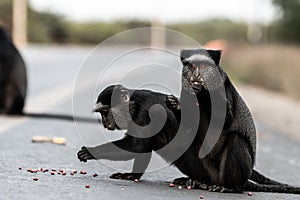 Blue monkey - Angola