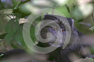 Blue monkey (Cercopithecus mitis)